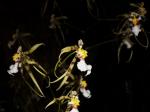 : - Miltonia phymatochila