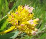 : - Palicourea coriacea