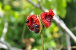 Krim-Pfingstrose - Paeonia daurica