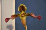 : - Paphiopedilum hirsutissimum