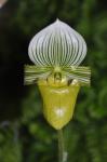 : - Paphiopedilum hennisianum