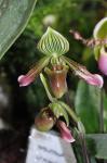 :-Paphiopedilum urbanianum