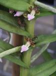 : - Pelatantheria insectifera