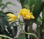 : - Phaius flavus