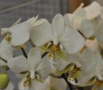 : - Phalaenopsis stuartiana
