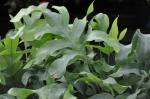Goldtüpfelfarn - Phlebodium aureum