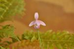 : - Pogonia ophioglossoides