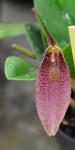 : - Restrepia sanguinea
