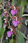 : - Rhynchostele bictoniensis