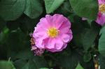 Damaszener-Rose - Rosa damascena
