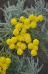 Heiligenblume - Santolina decumbens