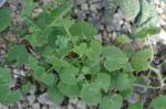 : - Senecio tropaeolifolius