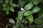 : - Psychotria warmingii
