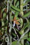 : - Trichoglottis philippinensis