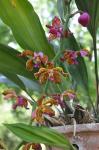 : - Vandopsis lissochiloides
