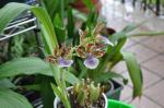 : - Zygopetalum maculatum