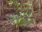 Hundspetersilie - Aethusa cynapium