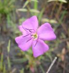 : - Pterolepis glomerata