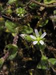 Sand-Hornkraut - Cerastium semidecandrum
