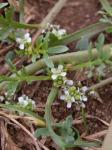 Gemeiner Krähenfuss - Lepidium coronopus