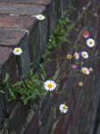 Mexikanisches Berufkraut - Erigeron karvinskianus