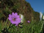 Pyrenäen-Storchschnabel-Geranium pyrenaicum
