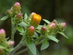 Dürrwurz - Inula conyza