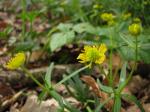 Gold-Hahnenfuß - Ranunculus auricomus