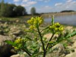 Gewöhnliche Sumpfkresse - Rorippa palustris