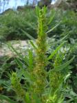 Sumpf-Ampfer - Rumex palustris