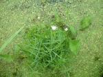 Sumpf-Sternmiere-Stellaria palustris