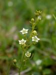 Niederliegendes Leinblatt - Thesium humifusum