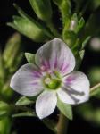 Blasser Gauchheil-Ehrenpreis - Veronica catenata