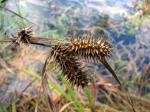 Geschnäbelte Segge - Carex lurida