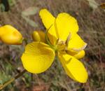 : - Senna pendula var. glabrata