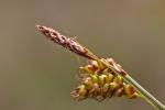 Frühlings-Segge - Carex caryophyllea