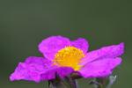 : - Cistus incanus