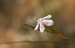 Adriatische Nelke-Dianthus ciliatus
