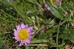 : - Erigeron epiroticus