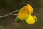 Einjährige Platterbse - Lathyrus annuus