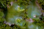 Mondbechermoos - Lunularia cruciata