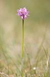 Dreizähnige Knabenkraut - Neotinea tridentata