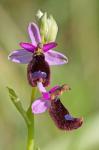 Bertolonis Ragwurz - Ophrys bertolonii