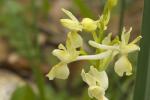 : - Orchis provincialis