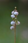 Kleines Wintergrün - Pyrola minor