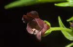 Fremder Braunwurz - Scrophularia peregrina