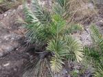 : - Syagrus glaucescens