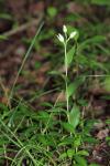 Weißes Waldvöglein - Cephalanthera damasonium