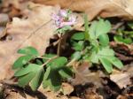 Zwerg-Lerchensporn - Corydalis pumila
