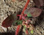 Gefleckte Wolfsmilch - Euphorbia maculata